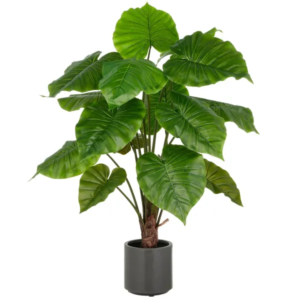 GASPER Alocasia Wentii, 100 cm, grün, grauer Kunststofftopf mit Erde