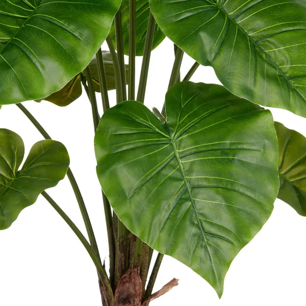 GASPER Alocasia Wentii, 100 cm, grün, grauer Kunststofftopf mit Erde