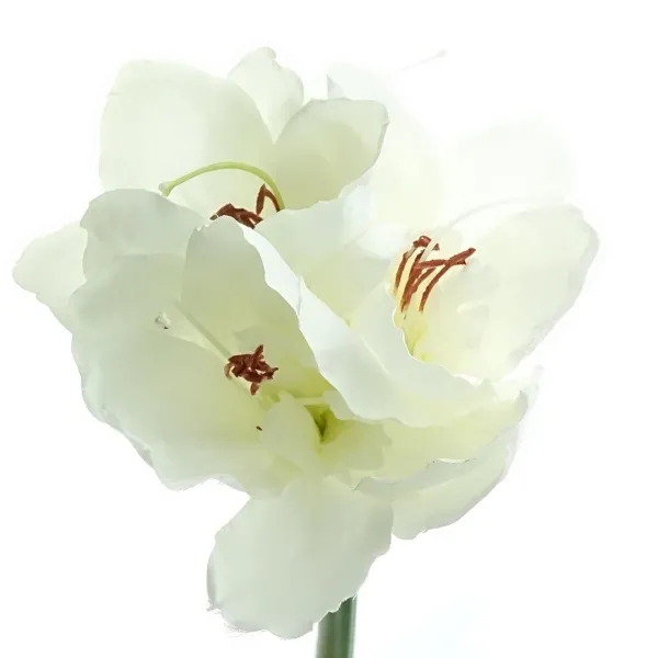GASPER Amaryllis Weiß 66 cm - Kunstblumen