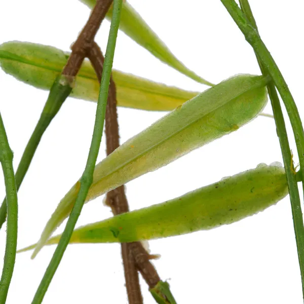 GASPER Bambusranke Grün mit Krokodilklemme 66 cm - Kunstpflanzen