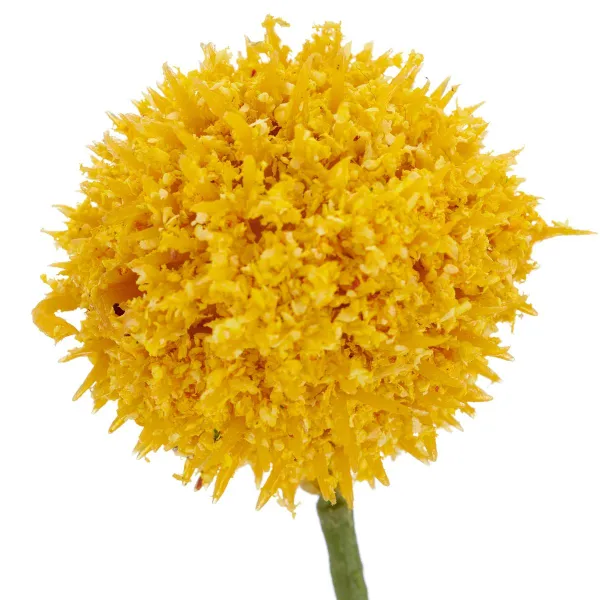 GASPER Trommelstock-Craspedia Gelb Ø 3,5 cm 71 cm - Kunstblumen
