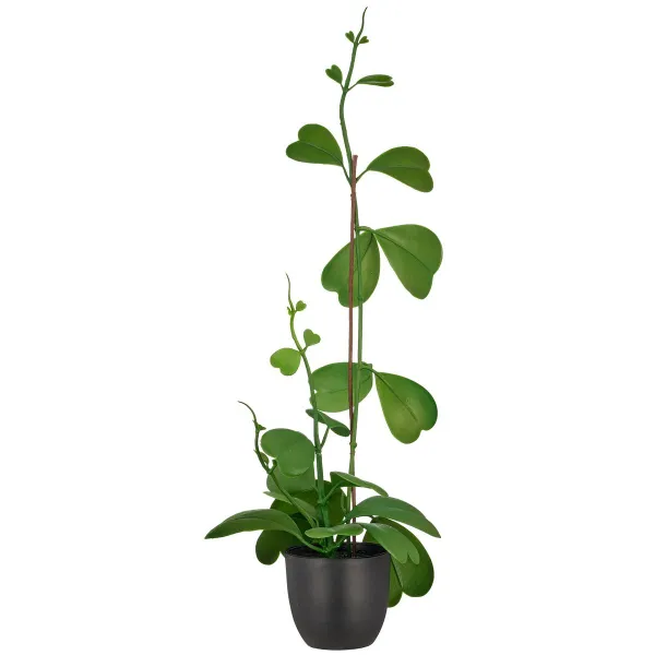 GASPER Herzblatt-Hoya Grün im schwarzen Topf Ø 9,5 cm Höhe 56 cm - Kunstpflanzen GASPER Herzblatt-Hoya Grün im schwarzen Topf Ø 9,5 cm Höhe 56 cm - Kunstpflanzen