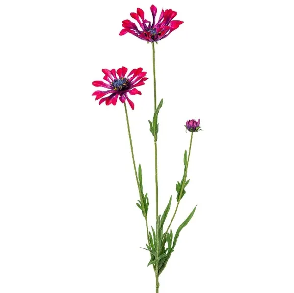 GASPER Kapmargeritenblüten Pink-Bordeaux löffelblättrig 66 cm - Kunstblumen GASPER Kapmargeritenblüten Pink-Bordeaux löffelblättrig 66 cm - Kunstblumen