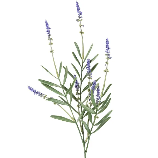 GASPER Lavendelbusch 50 cm lavendel