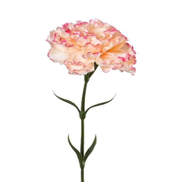 GASPER Nelke Apricot mit rosafarbenem Rand 66 cm - Kunstblumen GASPER Nelke Apricot mit rosafarbenem Rand 66 cm - Kunstblumen