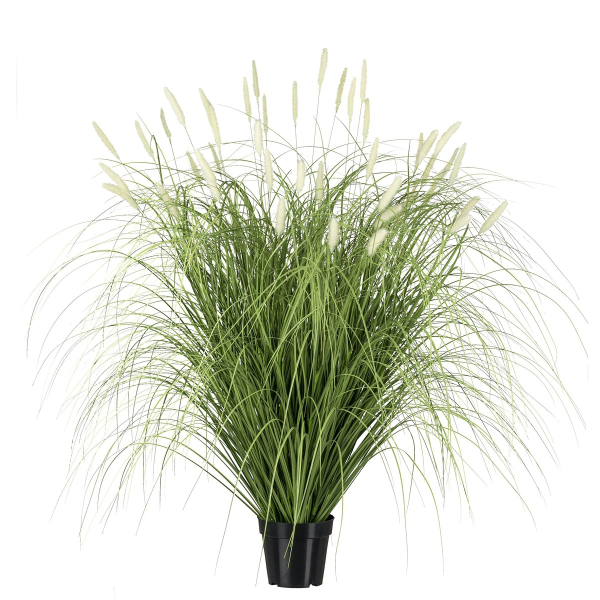 GASPER Pennisetum im Topf 115 cm