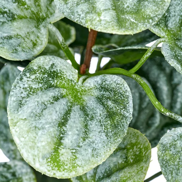 GASPER Kanonierblume Grau-Grün Ø 20 cm - Kunstpflanzen