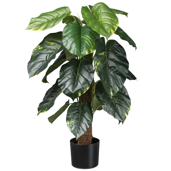 GASPER Philodendron scandens mit Cocosstamm 90 cm grün im Kunststofftopf