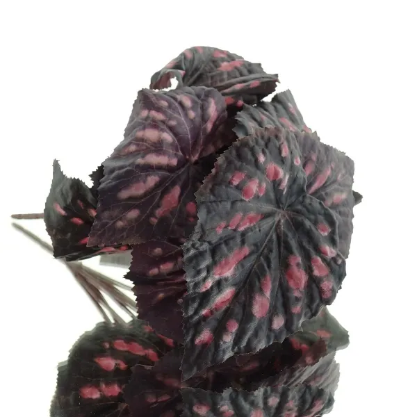 GASPER Rex-Blattbegonie 27 cm - Kunstpflanzen GASPER Rex-Blattbegonie 27 cm - Kunstpflanzen