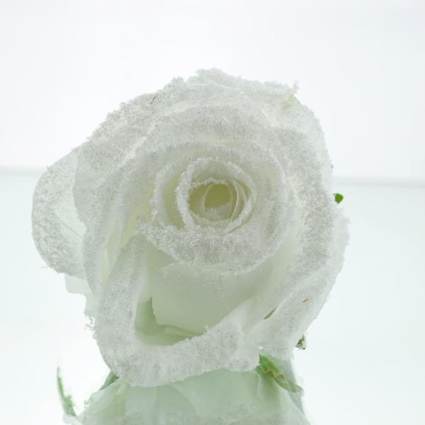 GASPER Rosenblüte Weiß beeist mit Krokodilklemme Ø 10 cm - Kunstblumen