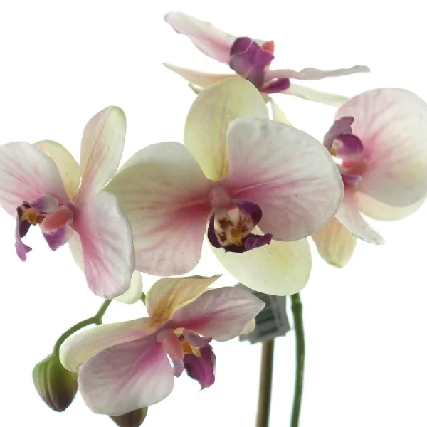GASPER Schmetterlingsorchidee Creme & Rosa im Keramiktopf 36 cm - Kunstblumen