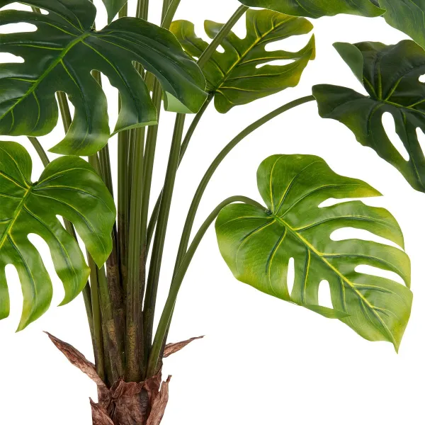 GASPER Split Philodendron, 100 cm, grün, im grauen Kunststofftopf 17,5x18cm mit Erde
