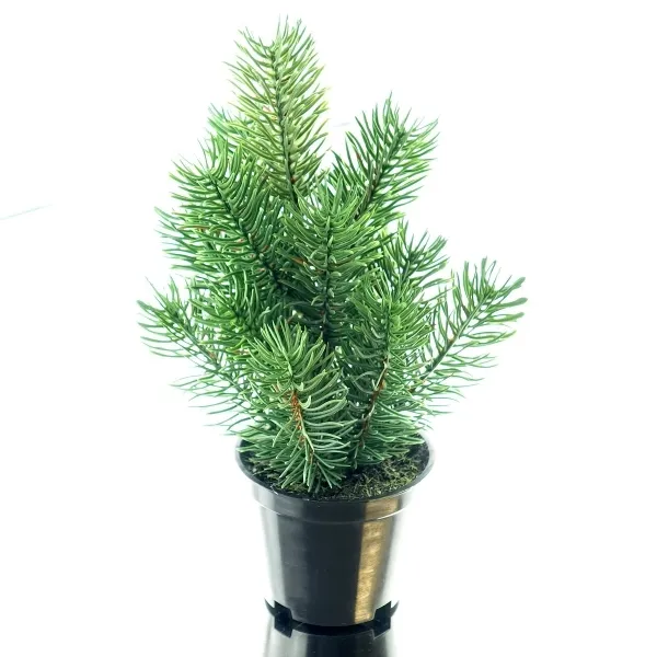 GASPER Tannenbäumchen Grün im schwarzen Topf 22 cm - Kunstpflanzen