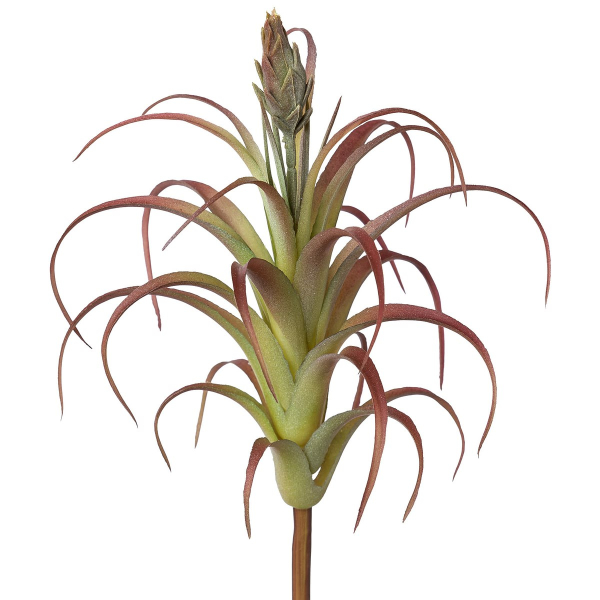 GASPER Tillandsie Grün-rot mit Knospe 22 cm - Kunstpflanzen