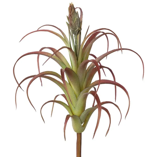 GASPER Tillandsie Grün-rot mit Knospe 22 cm - Kunstpflanzen