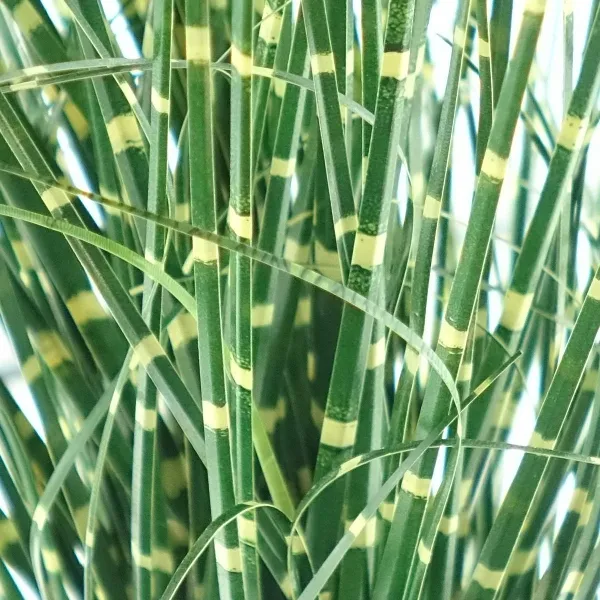 GASPER Zebragras - Miscanthus im Topf 42 cm - Kunstblumen