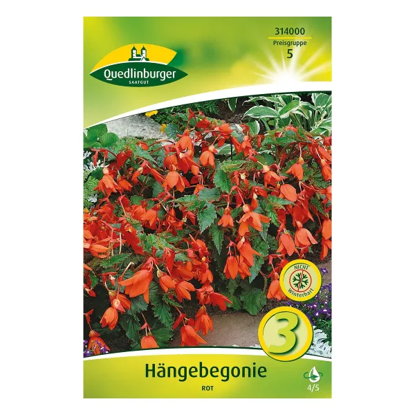 Hängebegonie Rot