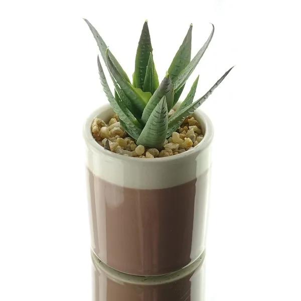 Kaemingk Mini-Sukkulente im hellbraunen Steingut-Topf Höhe 12 cm - Kunstpflanzen Kaemingk Mini-Sukkulente im hellbraunen Steingut-Topf Höhe 12 cm - Kunstpflanzen