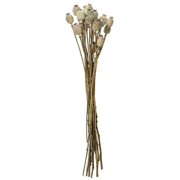 Kaemingk Trockenblumenbund Klatschmohnkapseln Ø 14 cm  55 cm - Bund