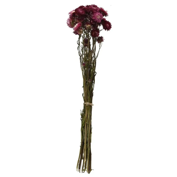 Kaemingk Trockenblumenbund Strohblume Rosa Ø 14 cm 55 cm - Bund