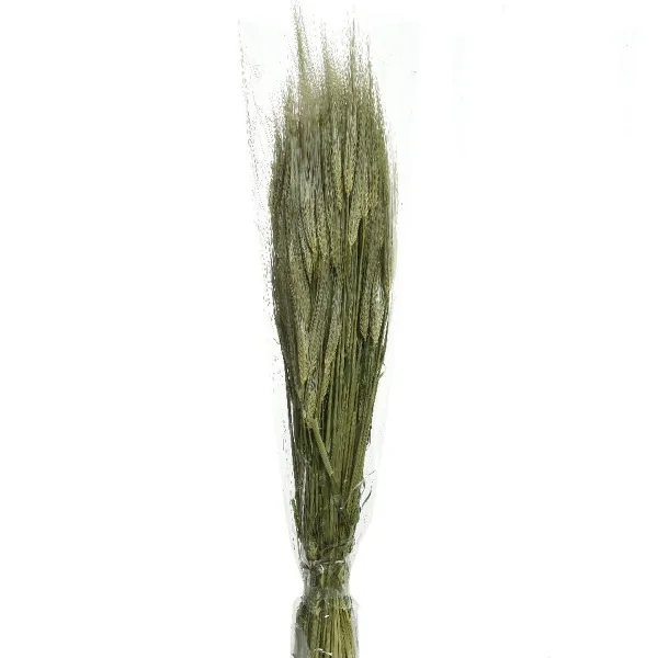 Kaemingk Trockenblumen Getreidebündel Gerste Grün 75 cm