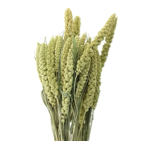 Kaemingk Trockenblumen Getreidebündel Kolbenhirse Grün 80 cm Kaemingk Trockenblumen Getreidebündel Kolbenhirse Grün 80 cm