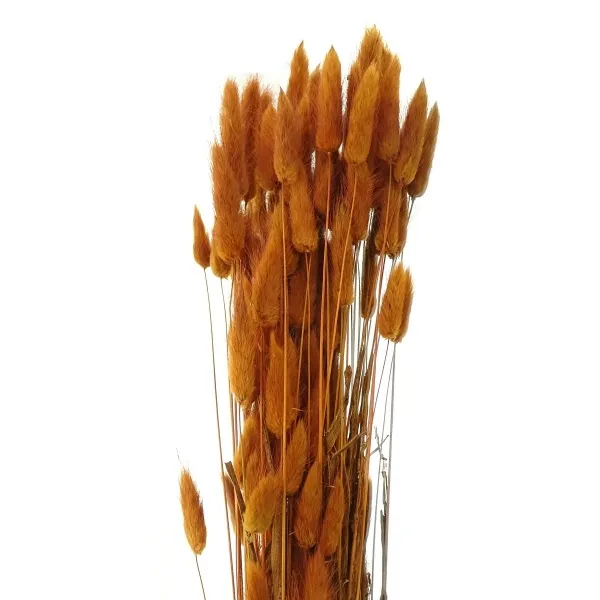 Kaemingk Trockenblumen Gräserbündel Hasenschwanzgras Rot-Braun 85 cm Kaemingk Trockenblumen Gräserbündel Hasenschwanzgras Rot-Braun 85 cm