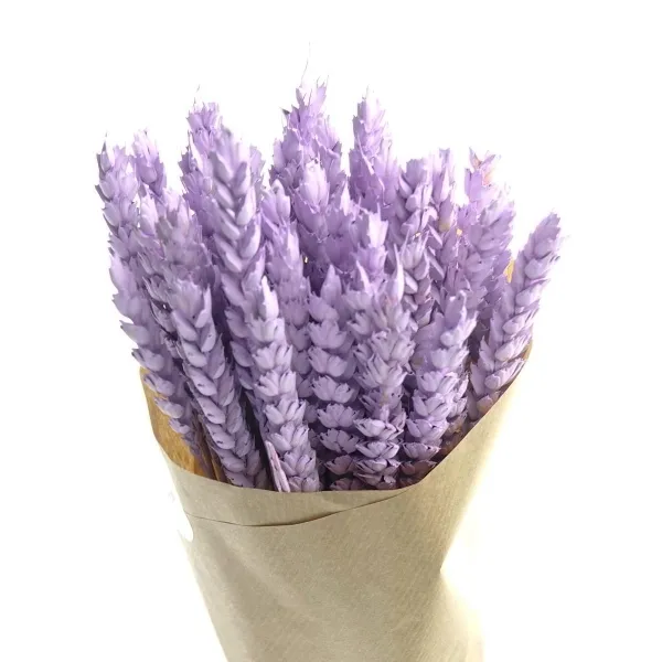 Kaemingk Trockenblumen Weizen Lavendelfarben im Bündel 50 cm