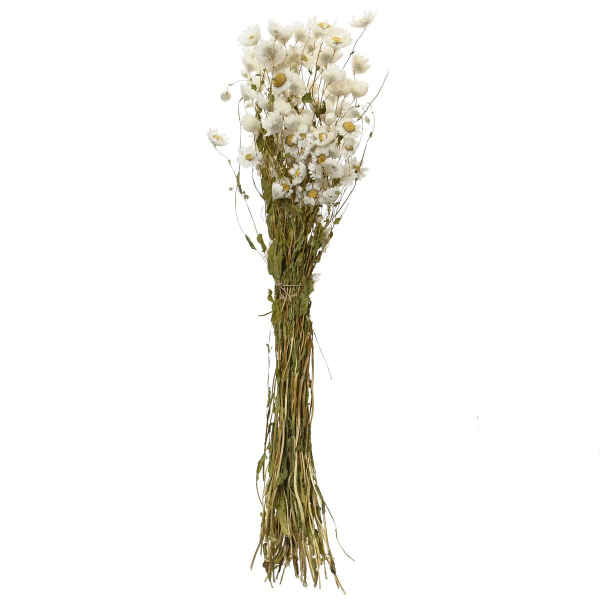 Kaemingk Trockenblumenbund Sonnenflügel-Helipterum Weiß/Gelb Ø 14 cm - Bund