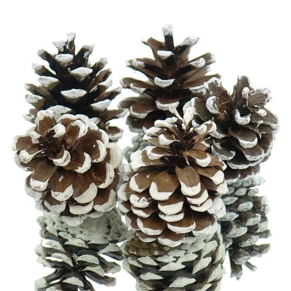 Kaemingk Weihnachtsdeko Kiefernzapfen Natur mit weißen Spitzen Ø ca. 5 cm 5er Pack