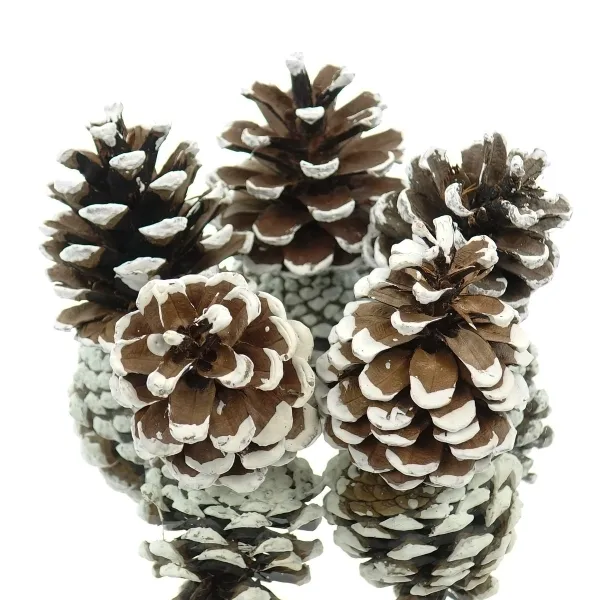 Kaemingk Weihnachtsdeko Kiefernzapfen Natur mit weißen Spitzen Ø ca. 5 cm 5er Pack