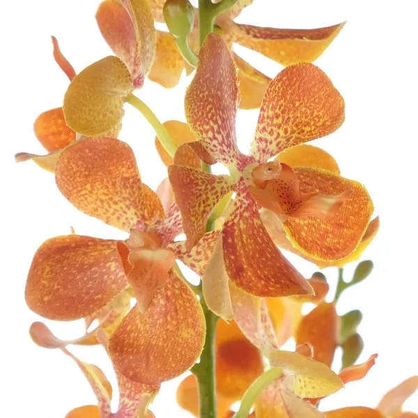 Kunstblumen Orchideendoppelrispe Vanda Orange & braunrote Sprenkel mit Laub