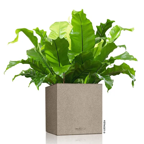 LECHUZA® Pflanzgefäße CANTO Stone 30 low Sandbeige All-in-One
