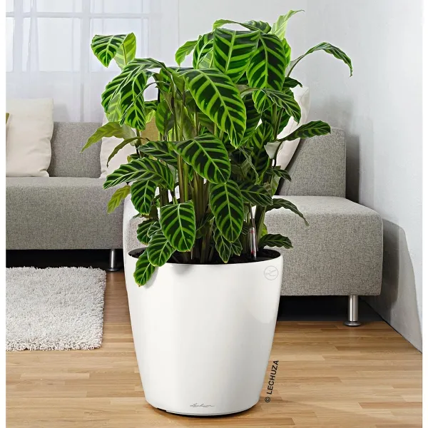 LECHUZA® Zubehör Rolluntersetzer für CLASSICO 50 | QUADRO 50 | CANTO 40 | CUBE 40 | CURSIVO 40