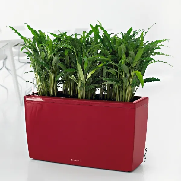 LECHUZA® Pflanzgefäße CARARO Scarlet rot hochglänzend All-in-One