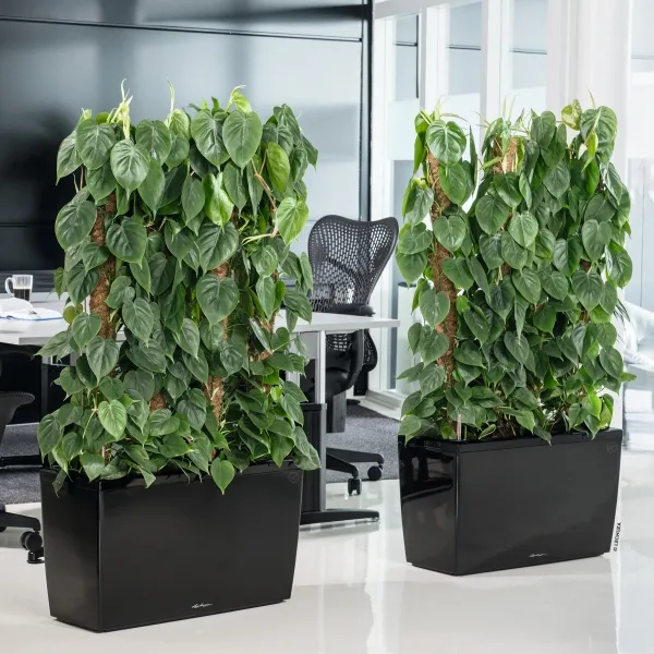 LECHUZA® Pflanzgefäße CARARO Schwarz hochglänzend All-in-One