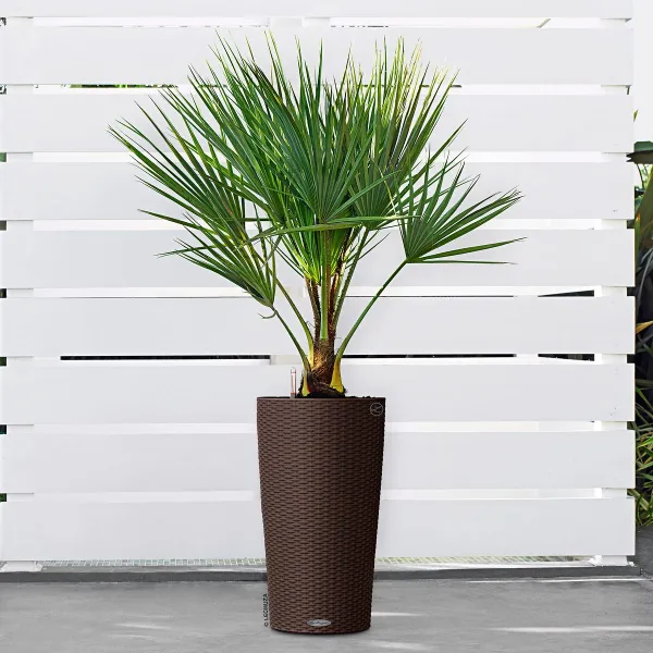 LECHUZA® Pflanzgefäße CILINDRO Cottage 23 Mokka All-in-One Set