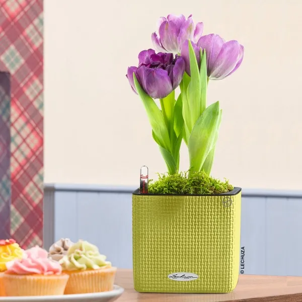 LECHUZA® Pflanzgefäße CUBE Color 14 Limette grün mit Dochtsystem