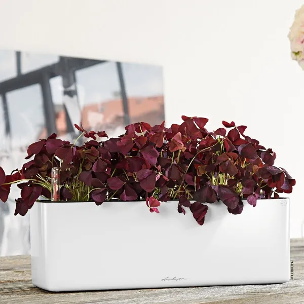 LECHUZA® Pflanzgefäße CUBE Glossy Triple Weiß hochglänzend