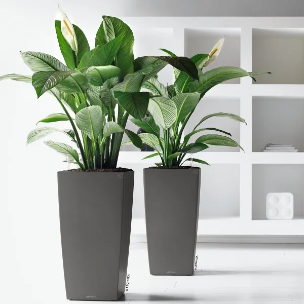 LECHUZA® Pflanzgefäße CUBICO Premium 50 Anthrazit metallic All-in-One