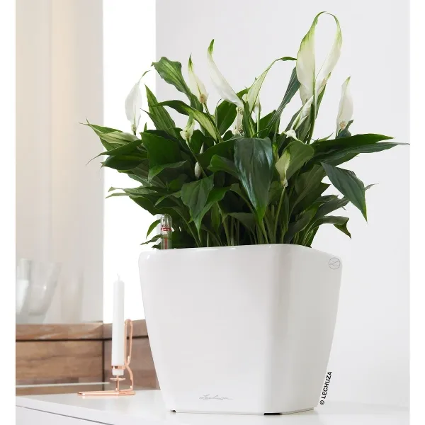 LECHUZA® Pflanzgefäße QUADRO LS 28 Weiß hochglänzend All-in-One