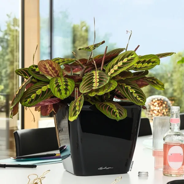 LECHUZA® Pflanzgefäße QUADRO LS 35 Schwarz hochglänzend All-in-One