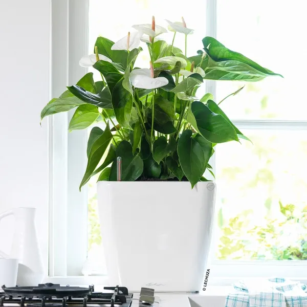 LECHUZA® Pflanzgefäße QUADRO LS 35 Weiß hochglänzend All-in-One