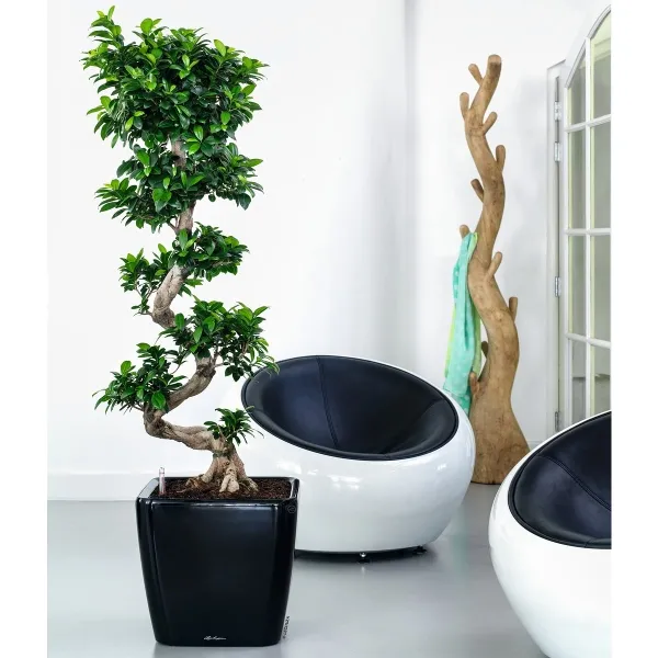 LECHUZA® Pflanzgefäße QUADRO LS 43 Schwarz hochglänzend All-in-One