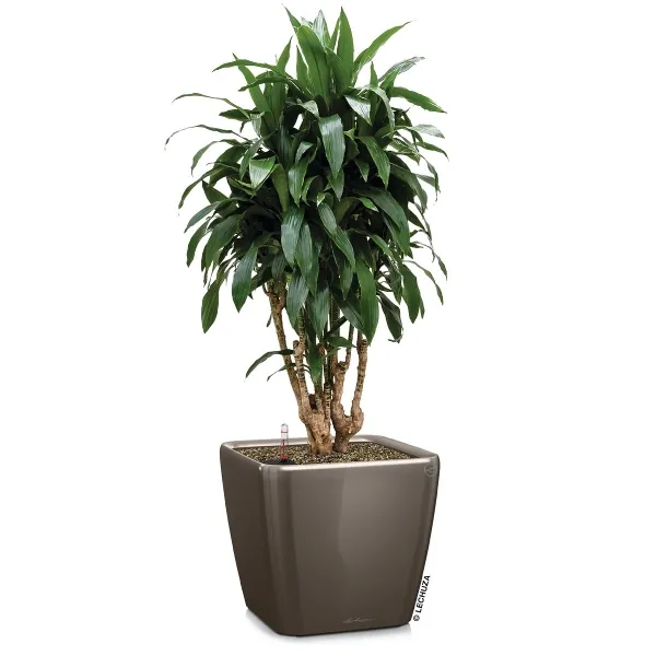 LECHUZA® Pflanzgefäße QUADRO LS 43 Taupe hochglänzend All-in-One