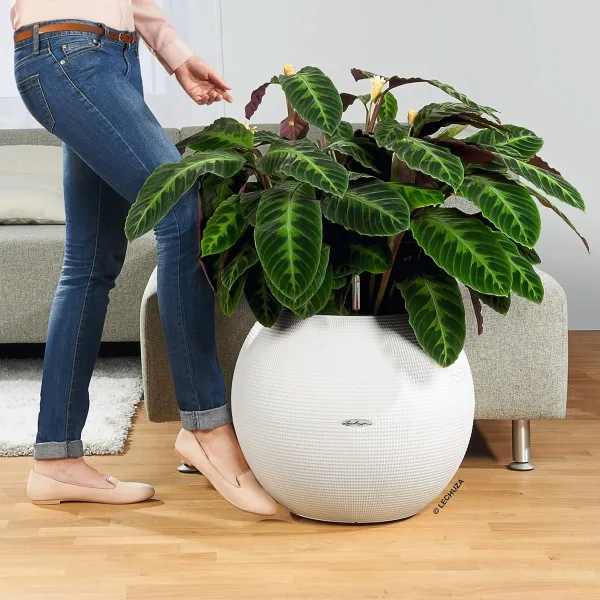 LECHUZA® Zubehör Rolluntersetzer für CLASSICO 43 | CANTO wide | QUADRO 43 | PURO 50 | CUBE Zero 40