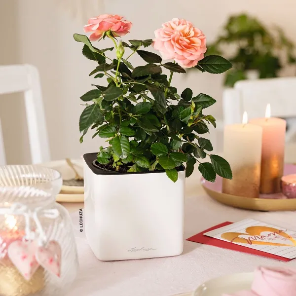 LECHUZA® Tischgefäße CUBE Glossy 14 Weiß hochglänzend
