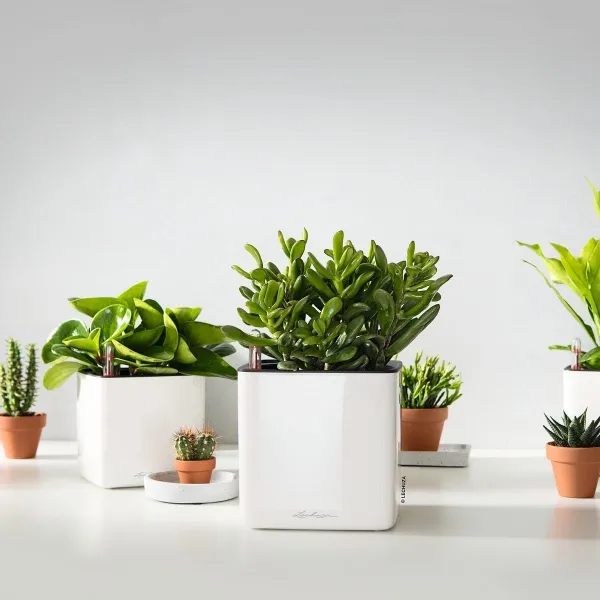 LECHUZA® Tischgefäße CUBE Glossy 14 Weiß hochglänzend