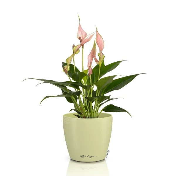 LECHUZA® Übertopf CLASSICO Color DECO 10 Linde pastellgrün Ø 11 cm - Kunststoff