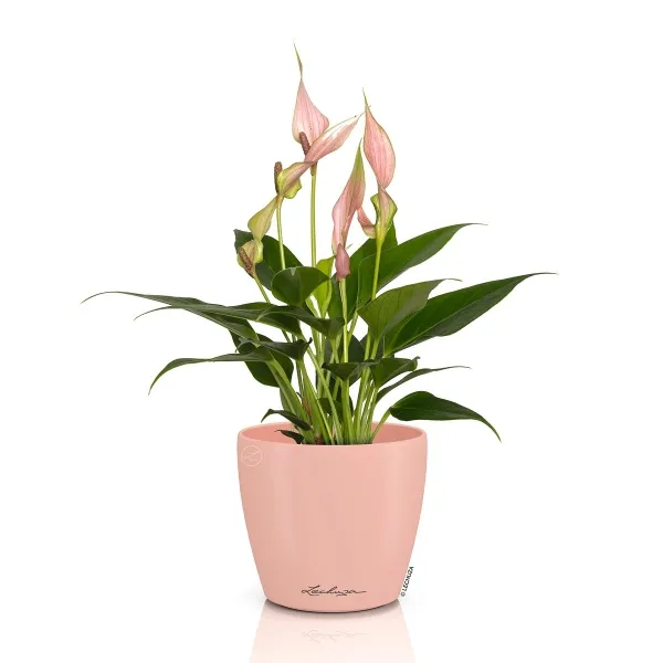LECHUZA® Übertopf CLASSICO Color DECO 10 Magnolie lachsrosa Ø 11 cm - Kunststoff